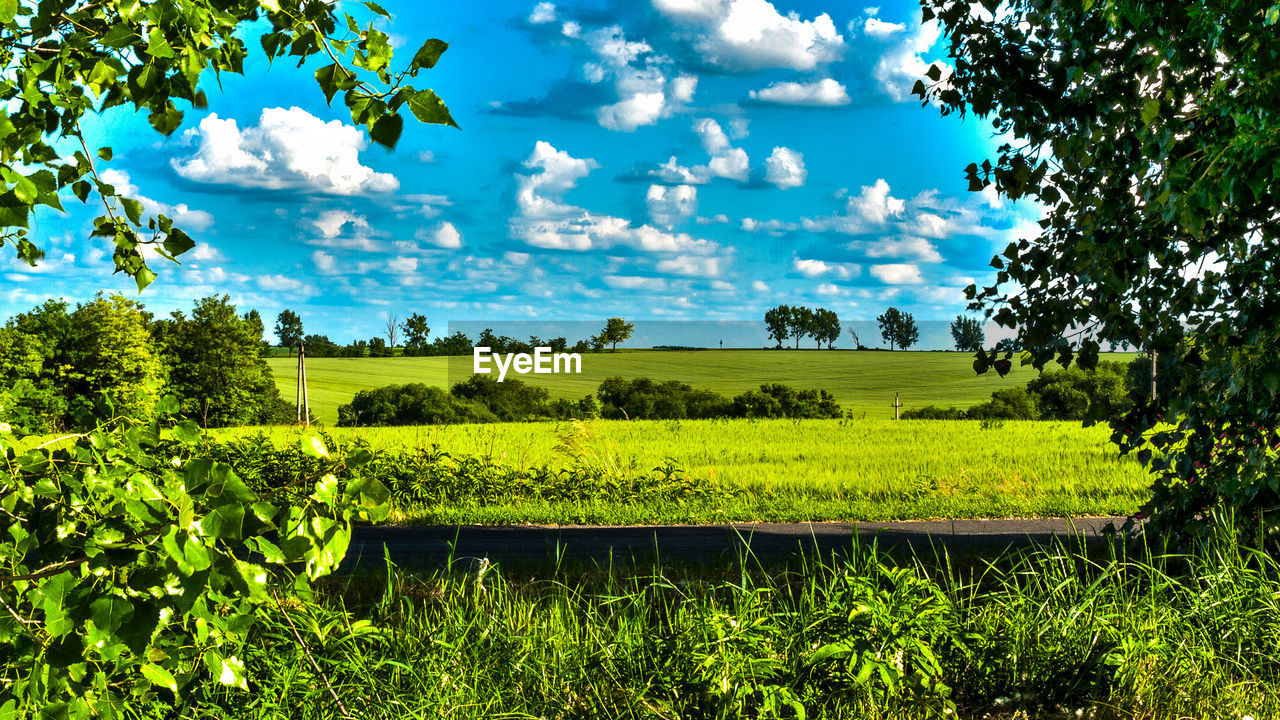 SCENIC VIEW OF FIELD AGAINST CLEAR SKY