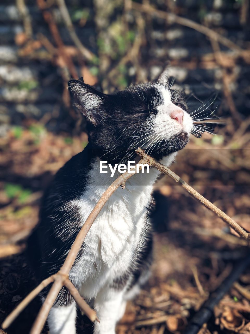 CLOSE-UP OF A CAT