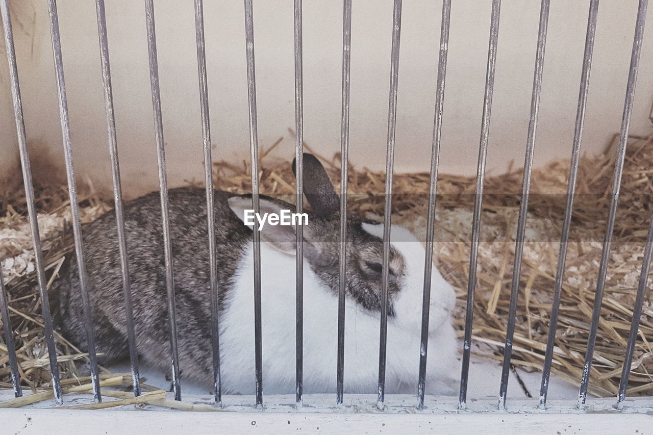 View of rabbit in cage