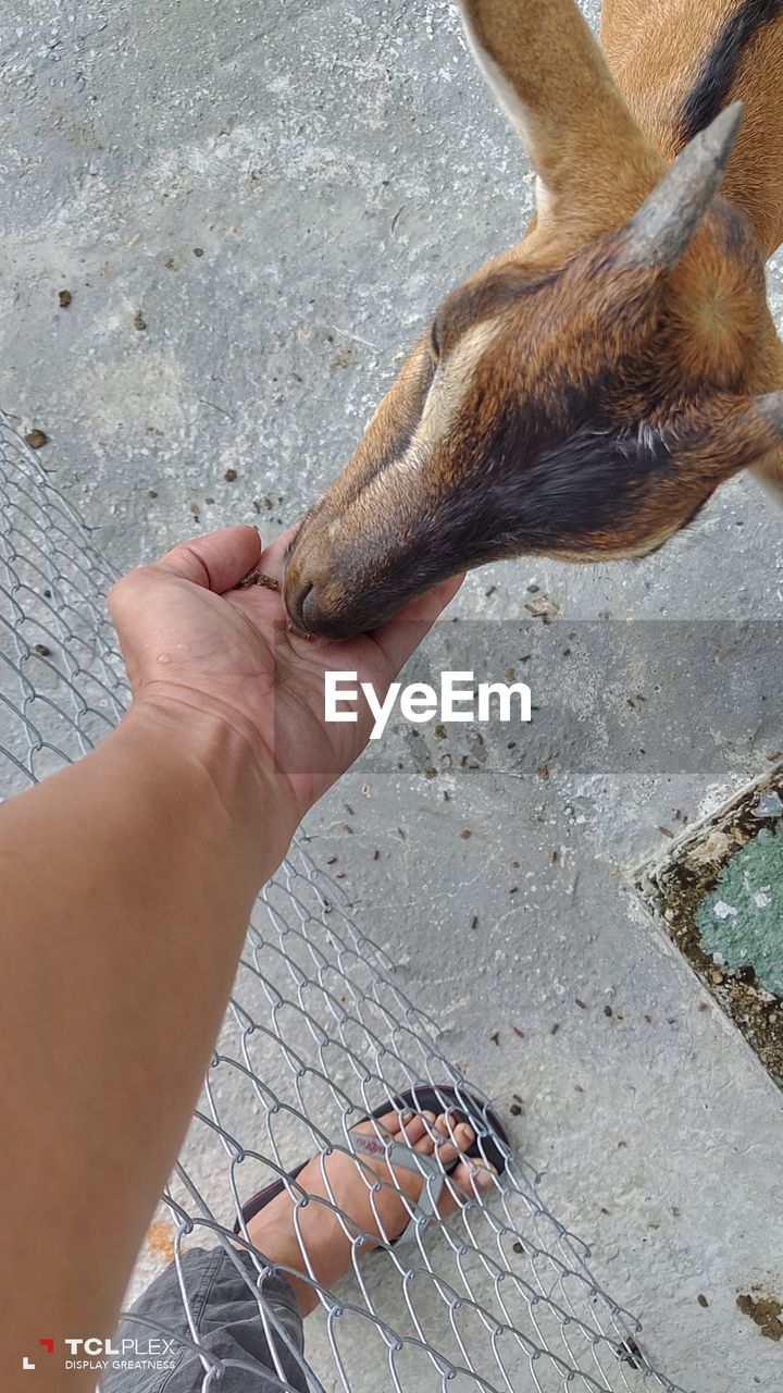 High angle view of person hand feeding a goat