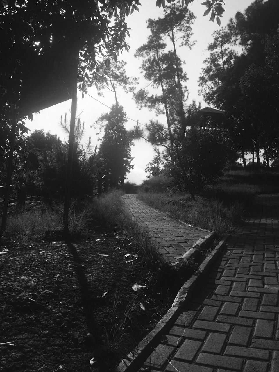 TREES IN PARK AGAINST SKY