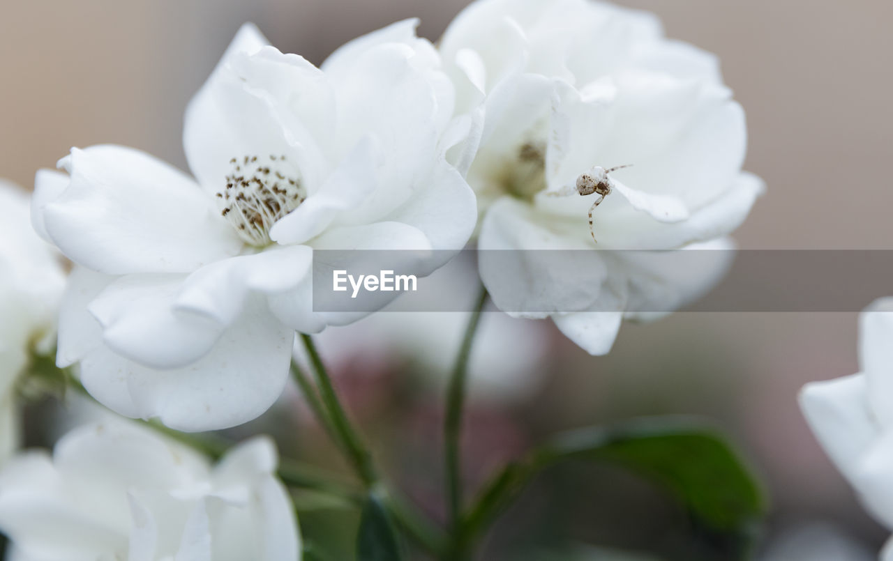 CLOSE-UP OF WHITE FLOWERS BLOOMING