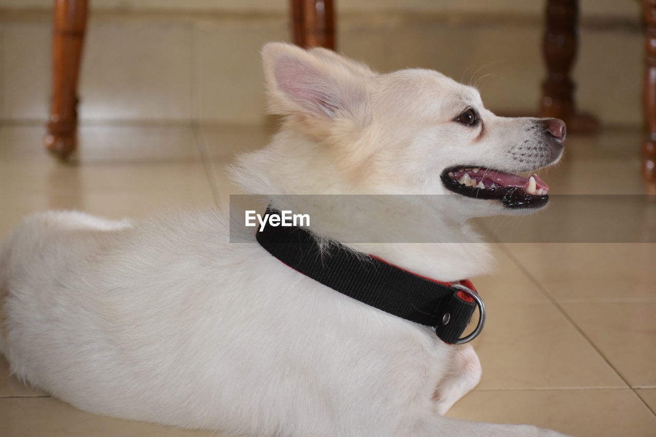 CLOSE-UP OF WHITE DOG