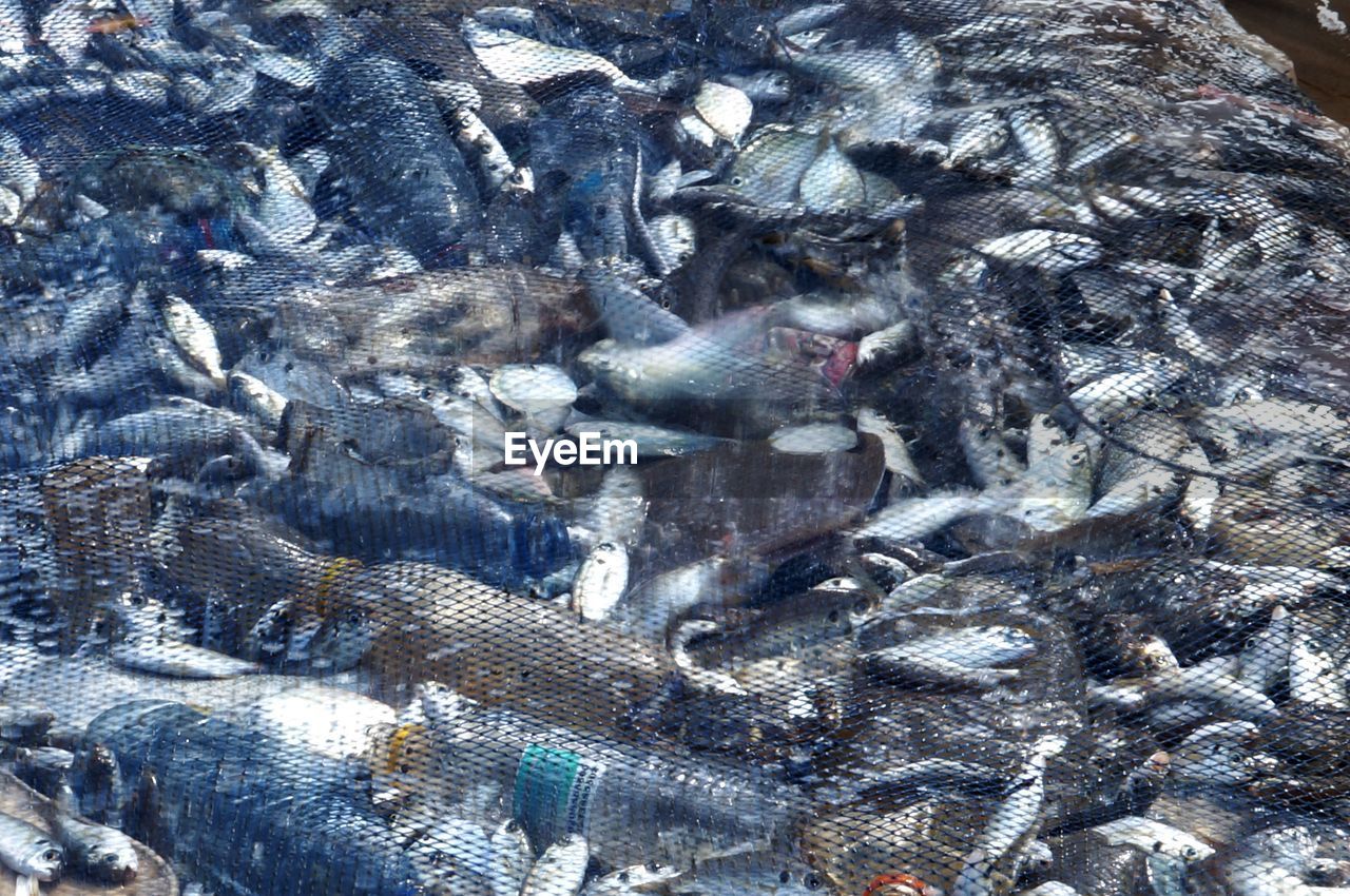 Close-up of fish in fishing net