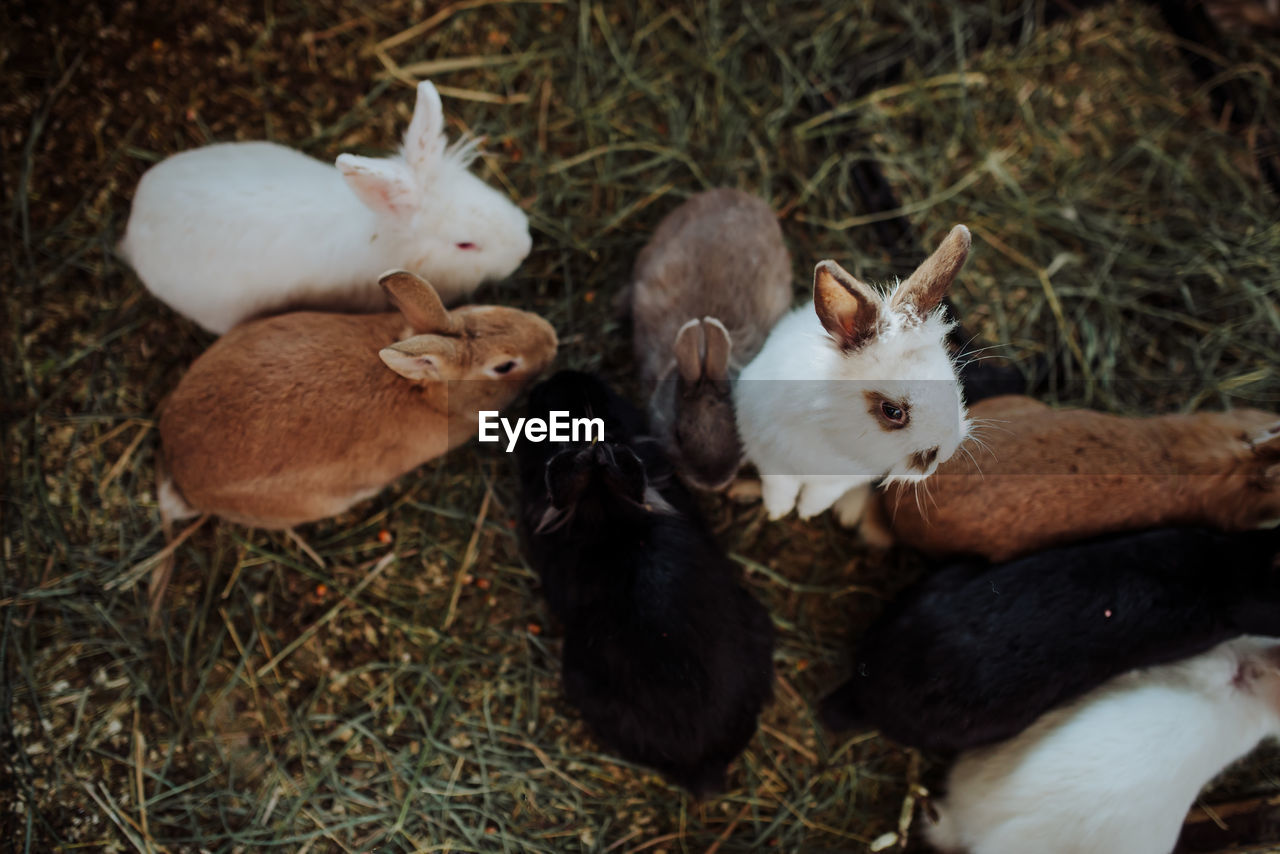 A group of rabbits outside