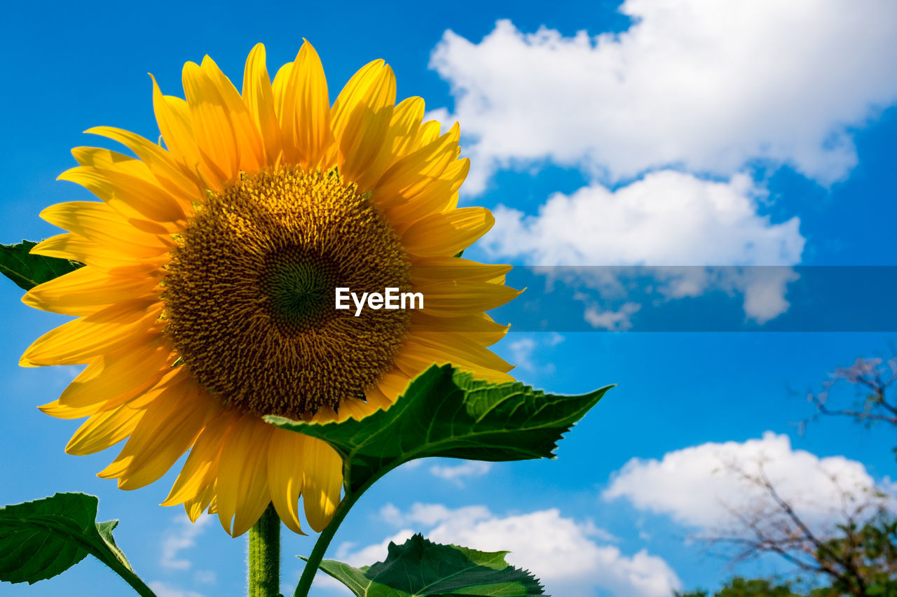 plant, flower, flowering plant, sunflower, sky, freshness, flower head, cloud, beauty in nature, yellow, nature, inflorescence, growth, petal, field, fragility, blue, landscape, leaf, plant part, close-up, rural scene, no people, vibrant color, environment, springtime, summer, outdoors, blossom, land, botany, agriculture, low angle view, pollen, multi colored, sunlight, seed, cloudscape, asterales, day, backgrounds, scenics - nature, green, travel