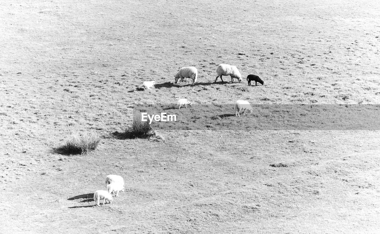 High angle view of sheep on field