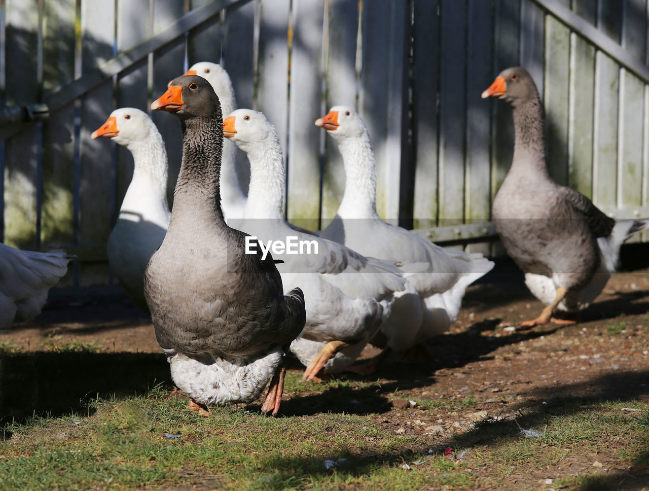 Group of birds on grassy field