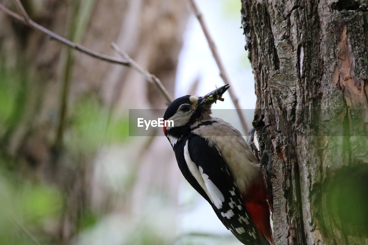 Greatspotted woodpecker perching on a tree