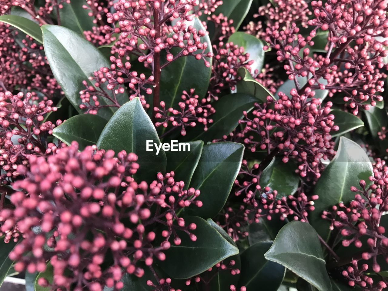 Close-up of pink flowering plants