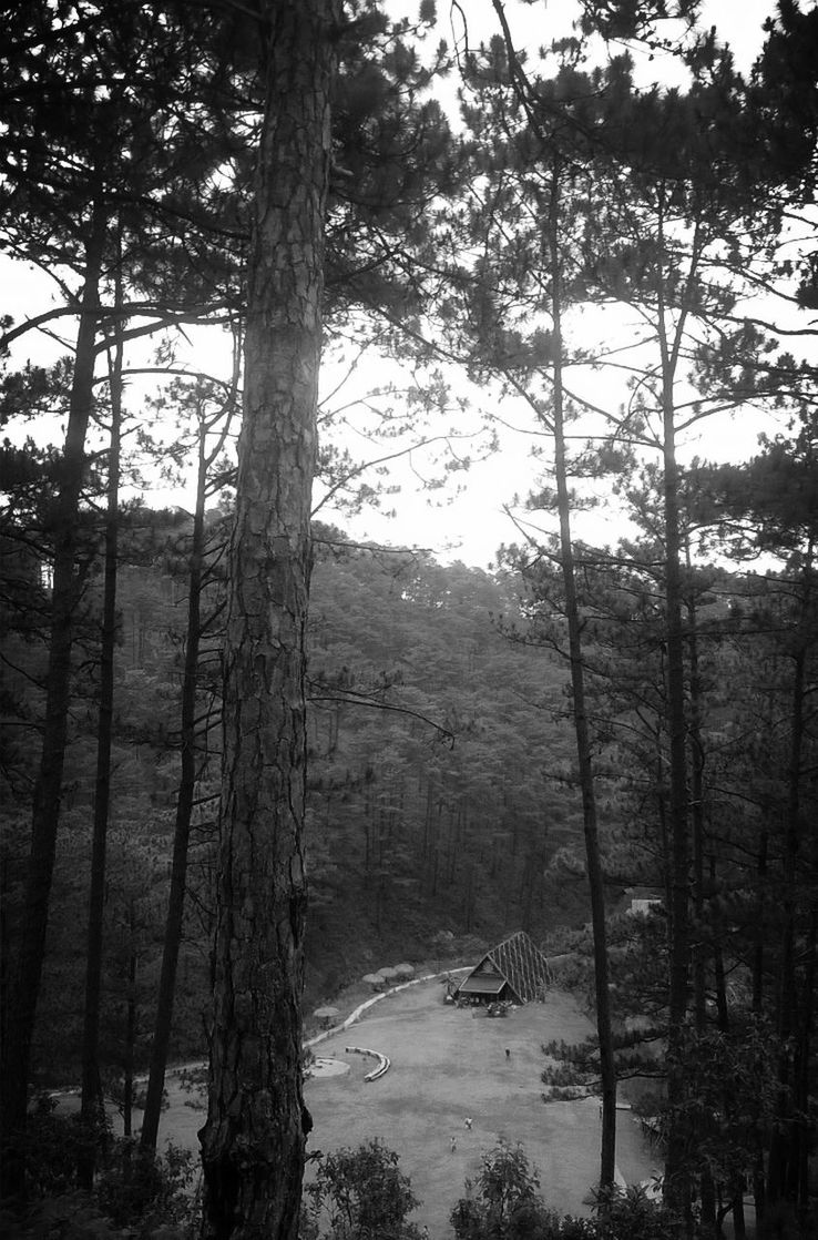 VIEW OF TREES IN FOREST