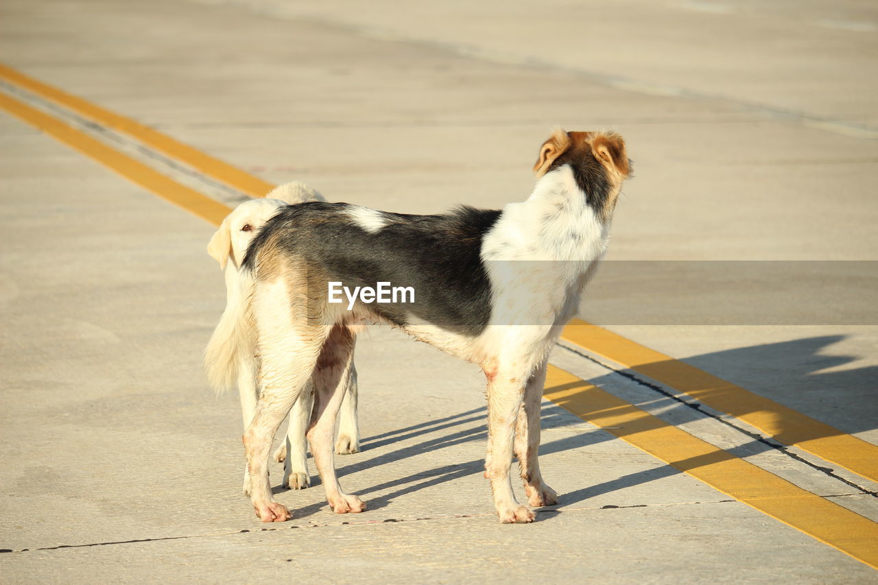 Side view of a dog looking away