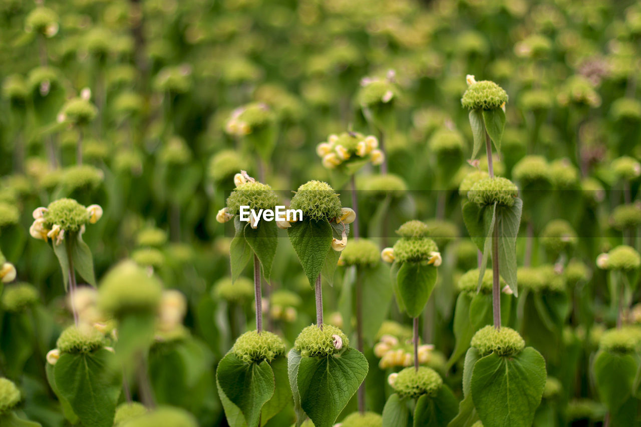 Close-up of flowers growing in field