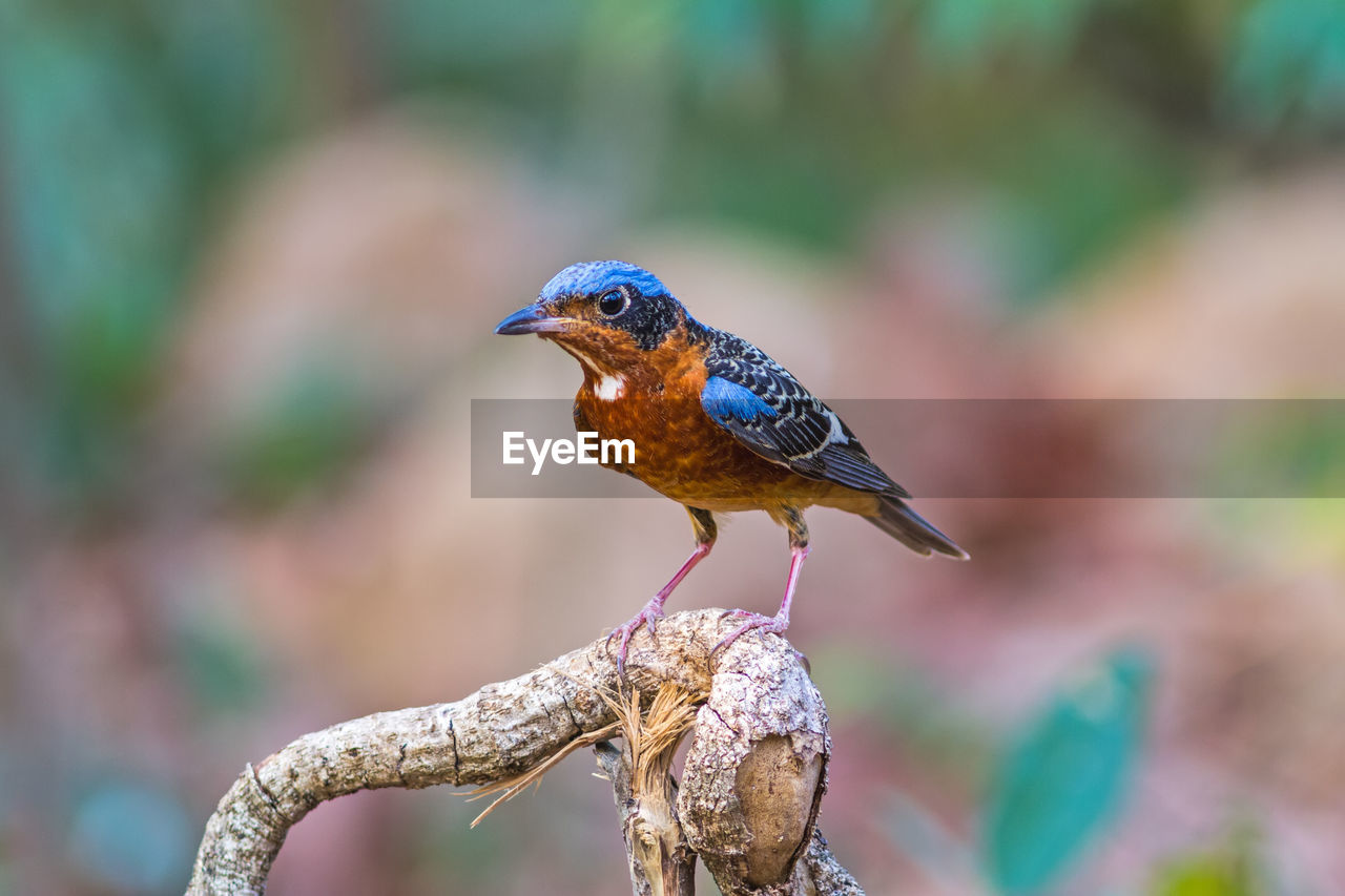 Beautiful of bird white-throated rock thrush on branch in khao yai national park ,thailand