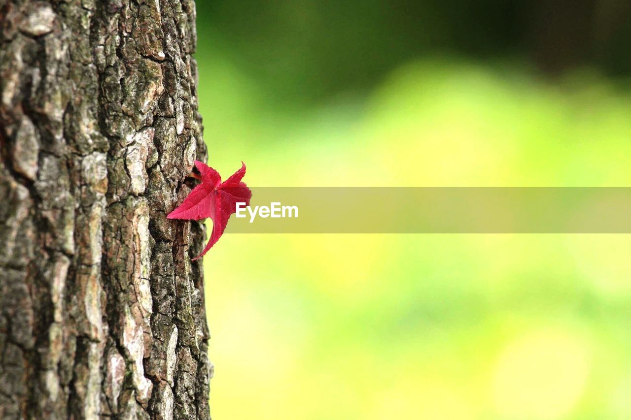 Close-up of red leaf on tree trunk