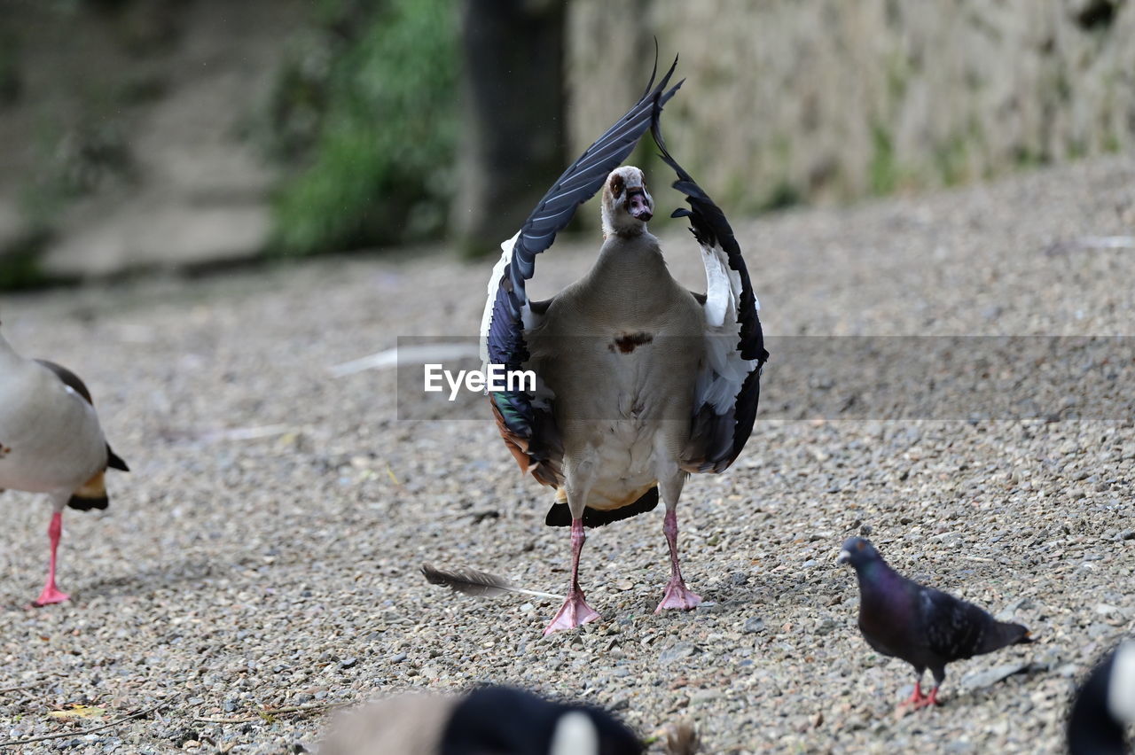 bird, animal, animal themes, animal wildlife, wildlife, group of animals, nature, water bird, pigeon, day, no people, outdoors, duck, two animals, pigeons and doves