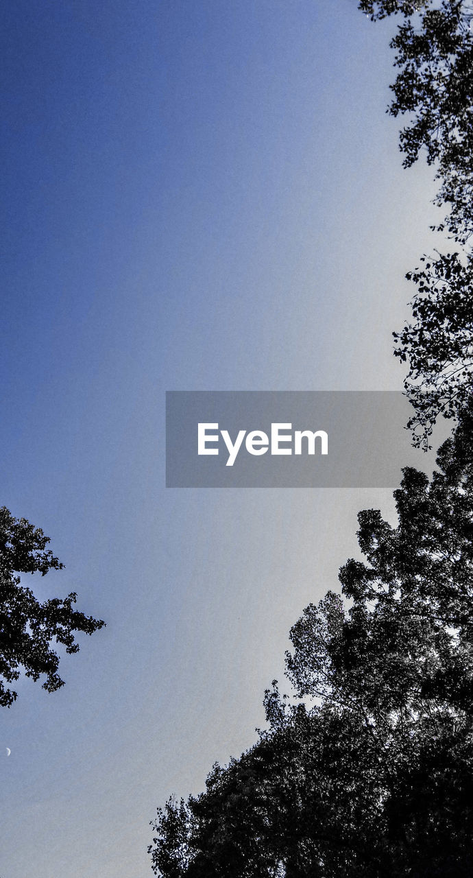 LOW ANGLE VIEW OF TREE AGAINST CLEAR SKY