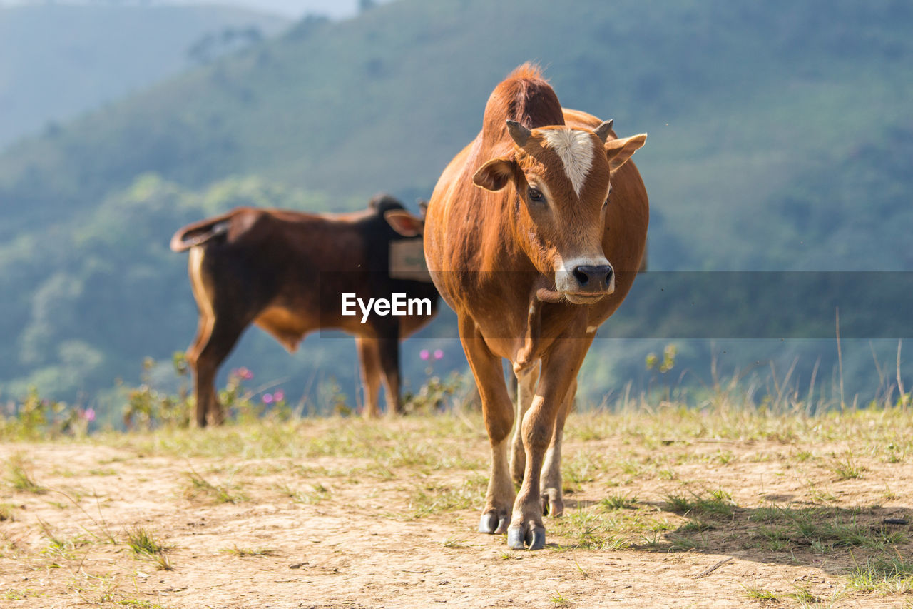 HORSES IN A FIELD