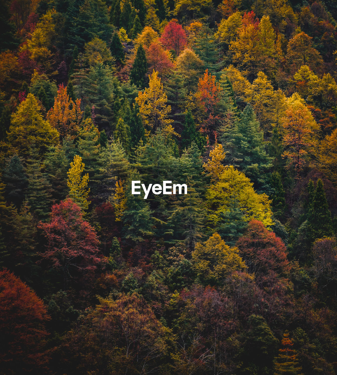 High angle view of trees in forest during autumn