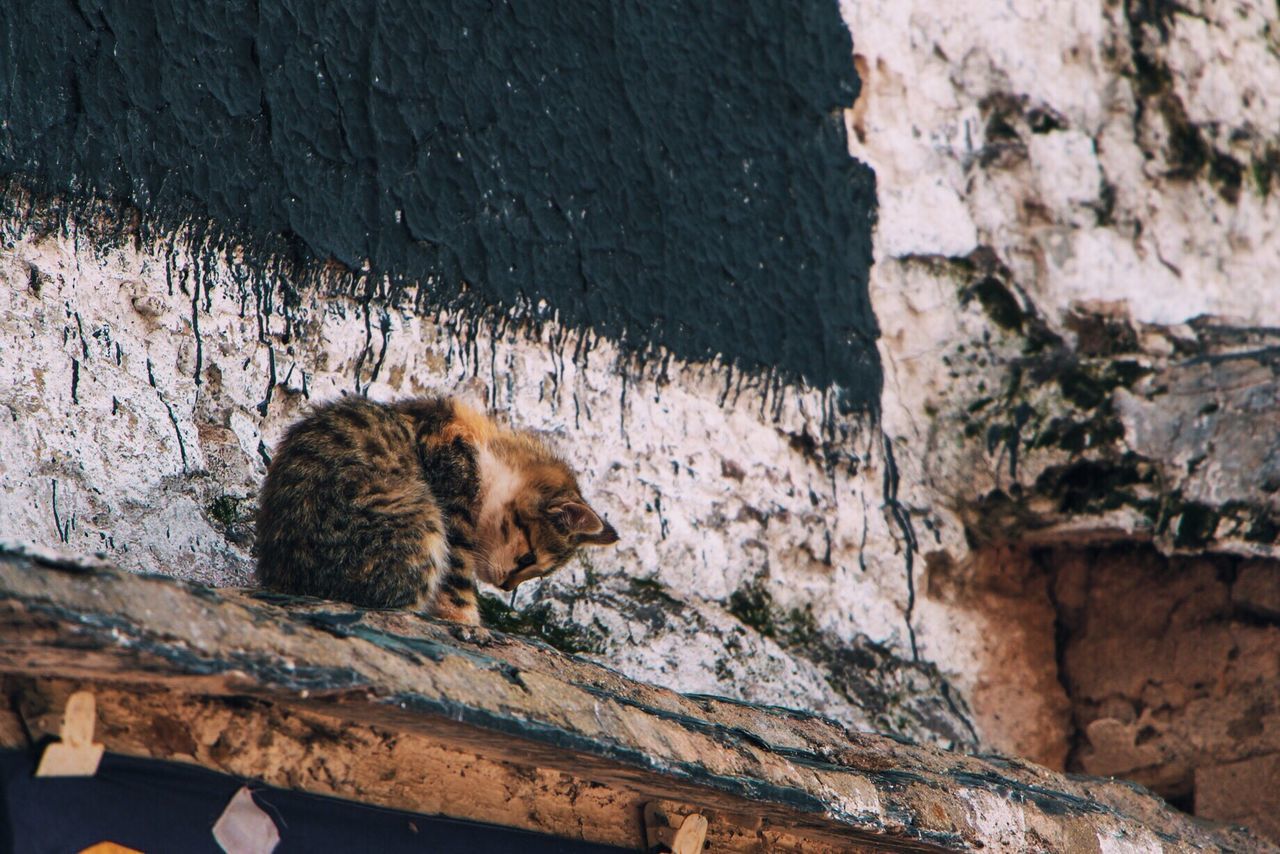 CLOSE-UP OF CAT ON ROCK