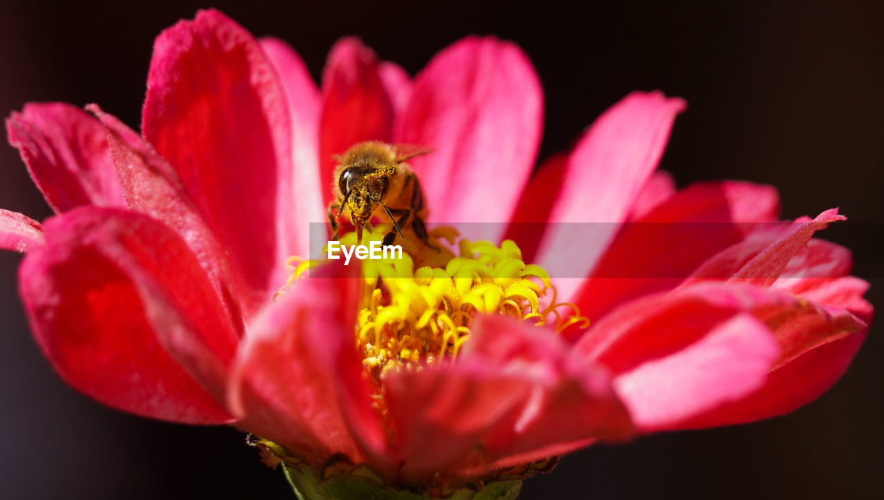 CLOSE-UP OF HONEY BEE POLLINATING FLOWER