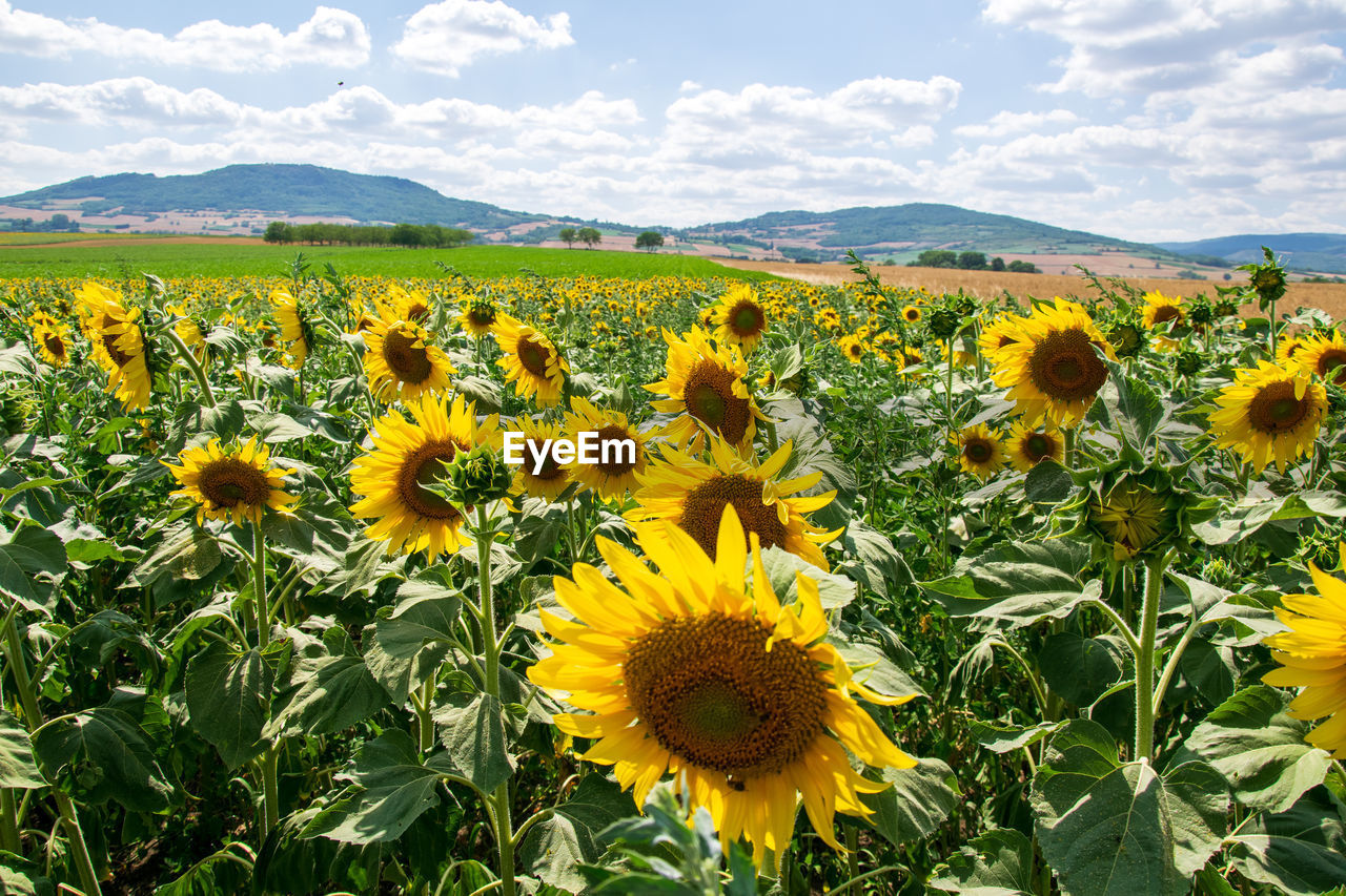 Sunflowers growing on field