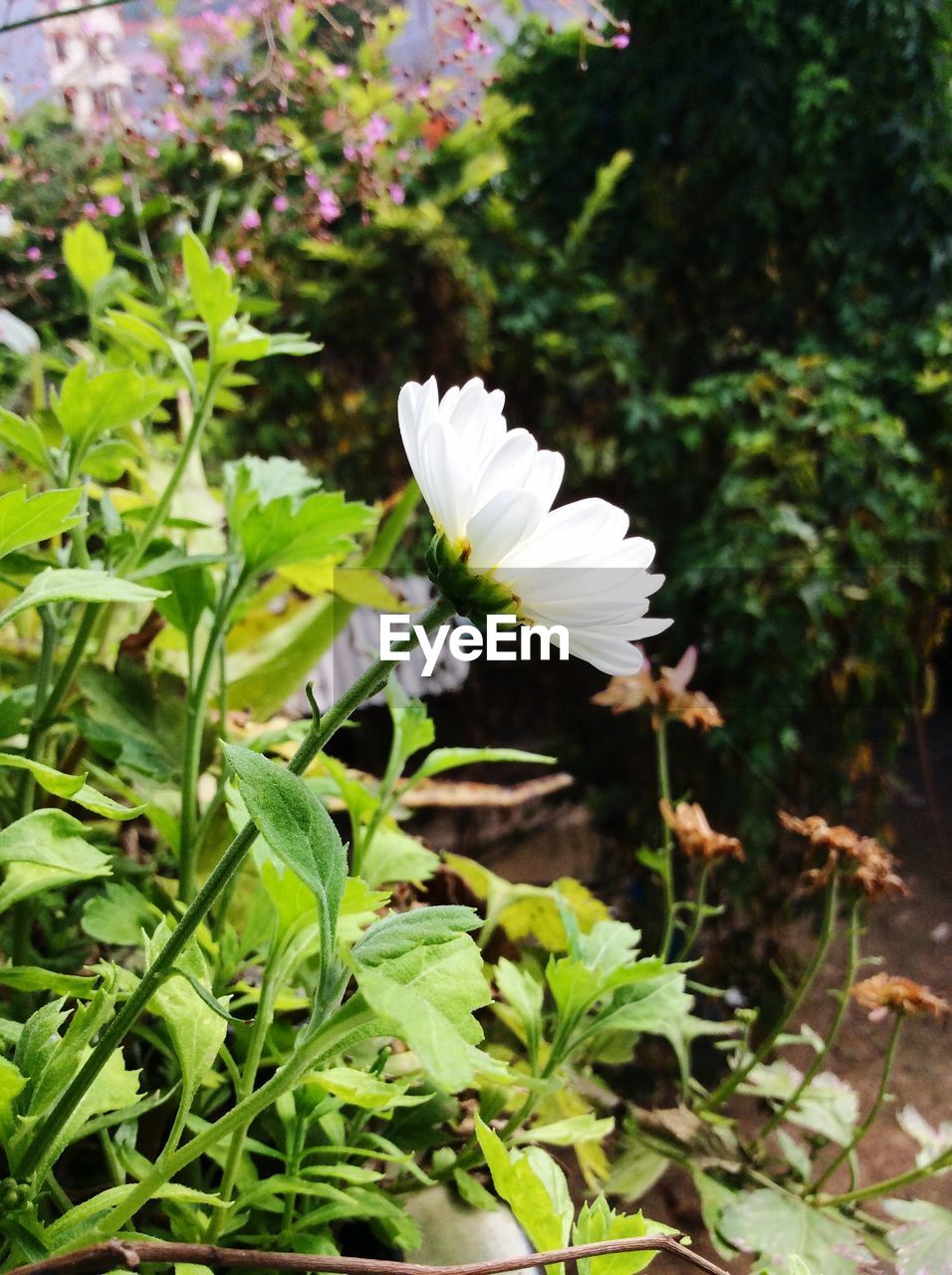 CLOSE-UP OF WHITE FLOWERS BLOOMING IN PARK