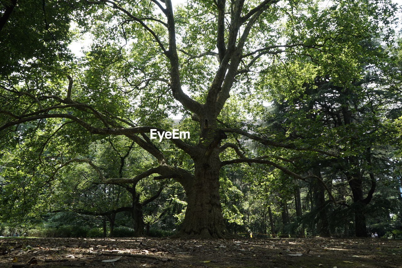 Trees growing on field in park