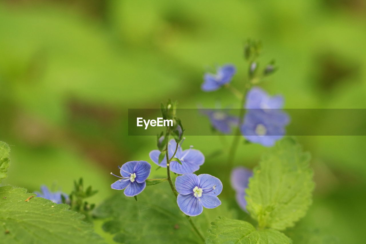 CLOSE-UP OF PURPLE FLOWERING PLANT AGAINST BLURRED BACKGROUND