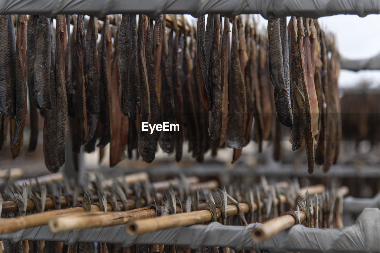 Close-up of drying fishes which are herrings and saury