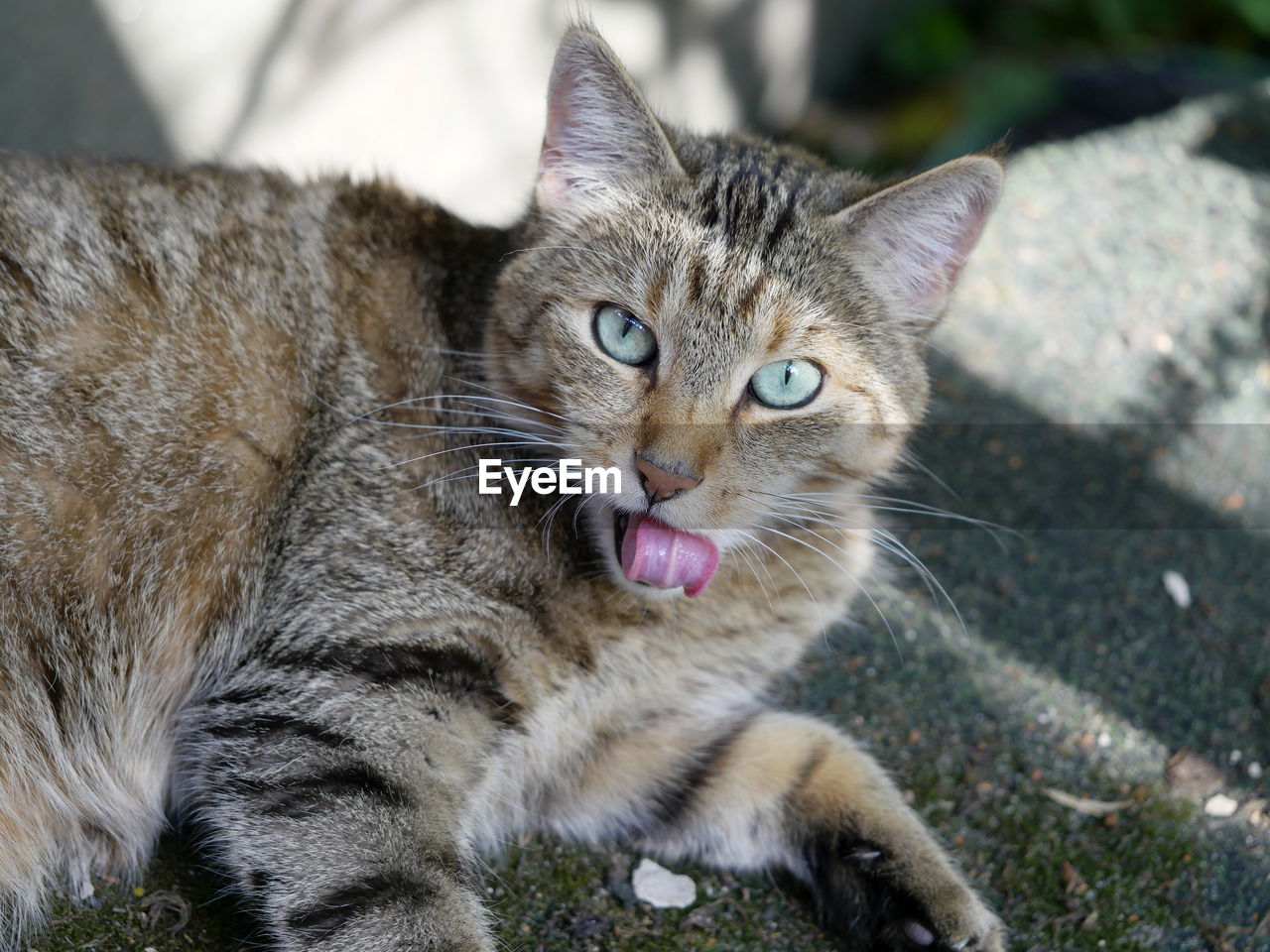 Close-up portrait of cat