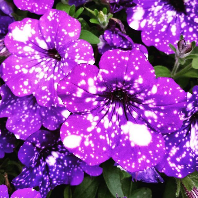 CLOSE-UP OF PURPLE FLOWERS BLOOMING OUTDOORS