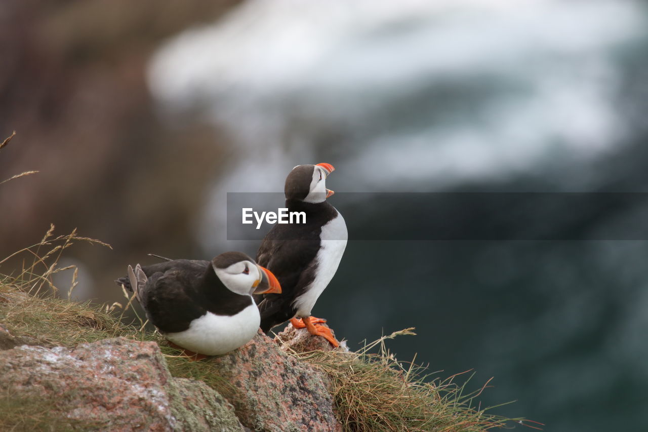 Puffin birds at bullers of buchan