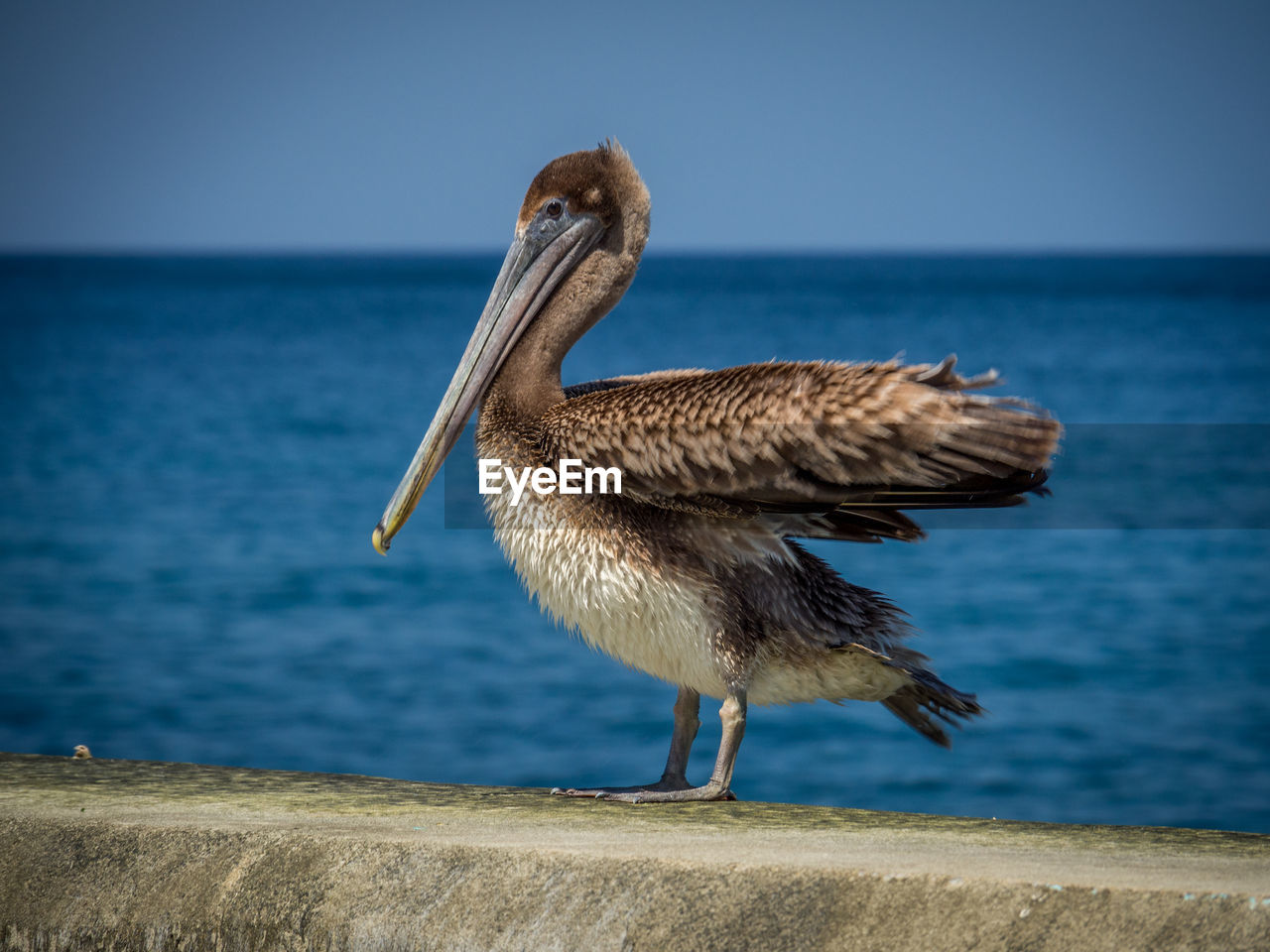 Side view of pelican on retaining wall by sea