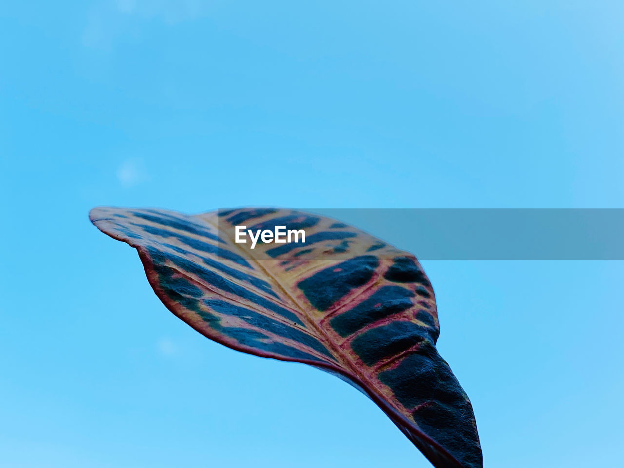 Low angle view of butterfly against blue sky