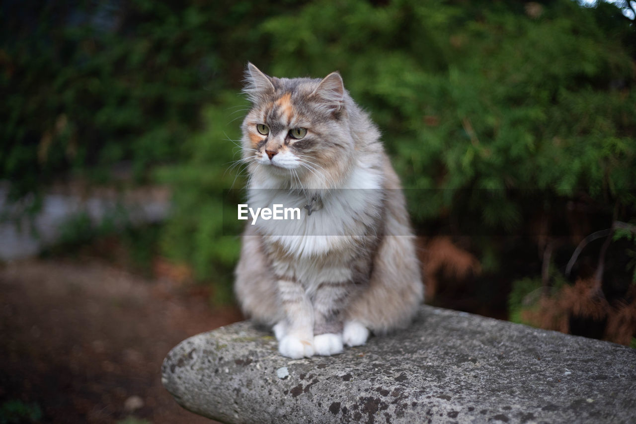 pet, animal, animal themes, mammal, cat, domestic animals, one animal, domestic cat, feline, whiskers, sitting, small to medium-sized cats, felidae, no people, animal hair, norwegian forest cat, carnivore, wild cat, portrait, looking, focus on foreground, nature, cute, outdoors, looking at camera