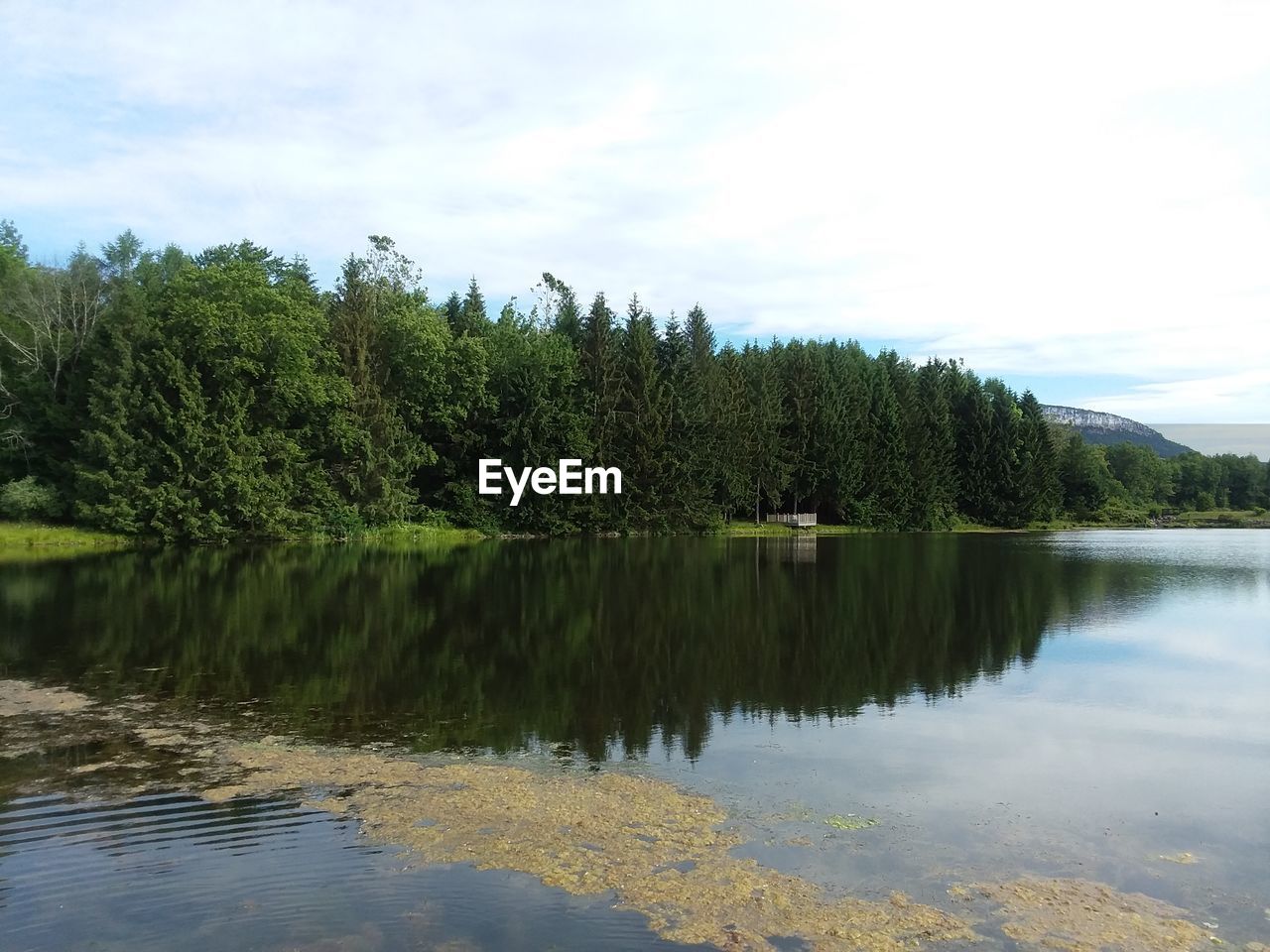 TREES BY LAKE AGAINST SKY