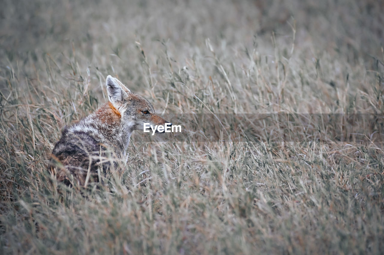 animal, animal themes, animal wildlife, wildlife, one animal, grass, coyote, mammal, no people, nature, selective focus, jackal, plant, day, side view, outdoors, prairie, animals hunting