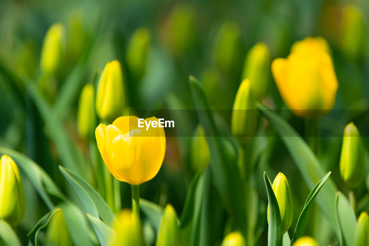 Close-up of yellow tulip flower