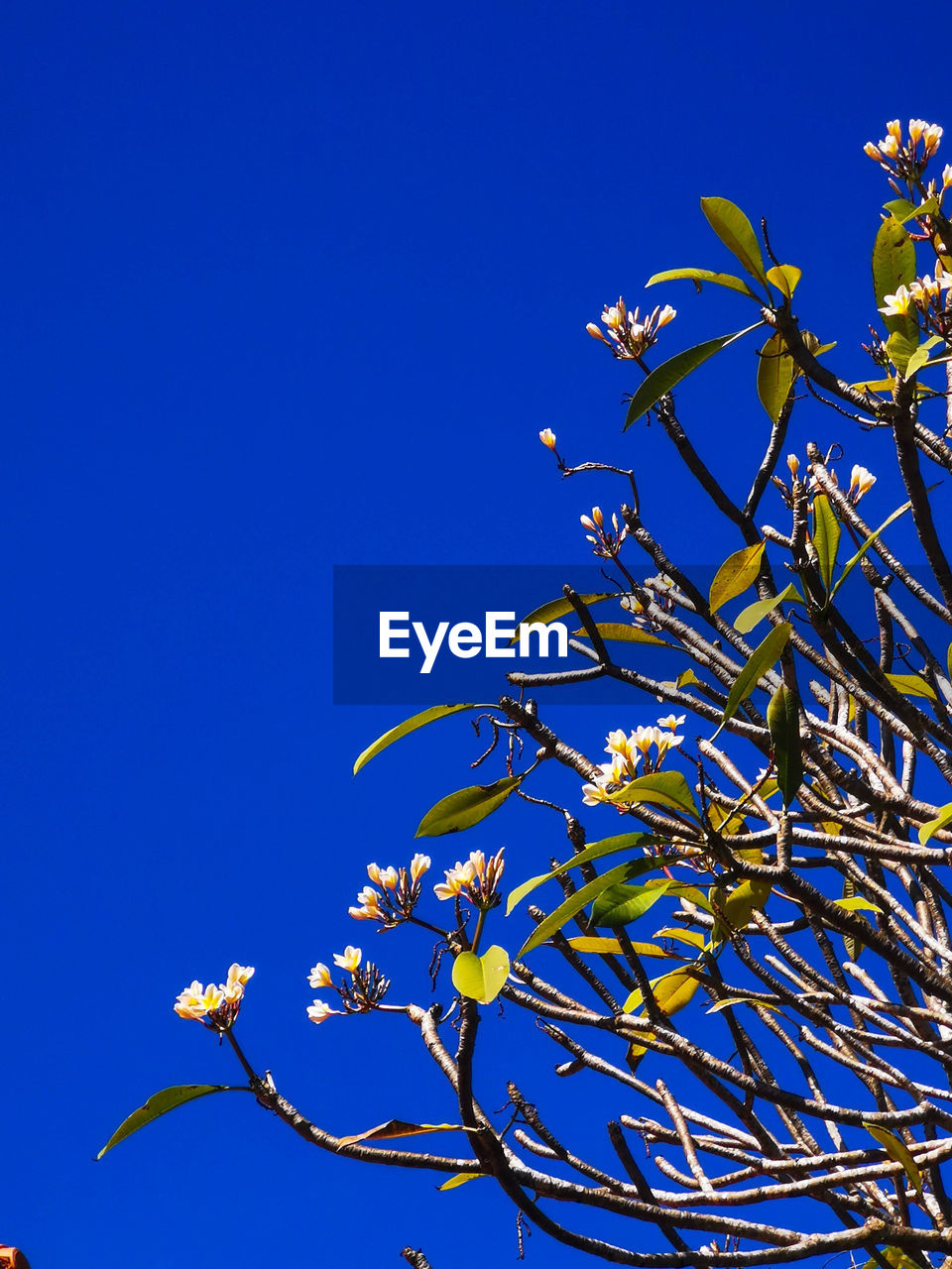 LOW ANGLE VIEW OF FLOWERING PLANTS AGAINST BLUE SKY