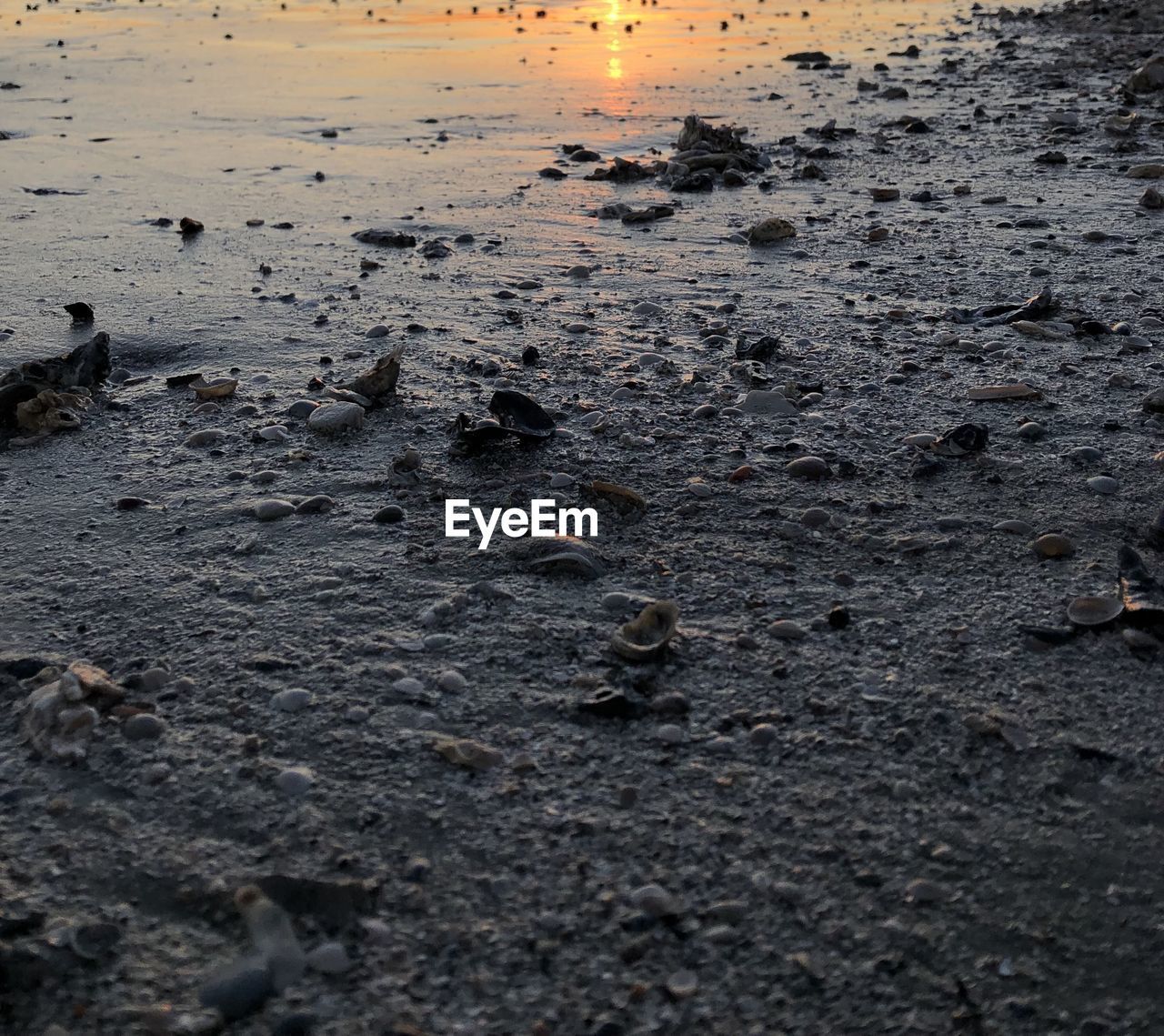 HIGH ANGLE VIEW OF CRAB ON WET SAND