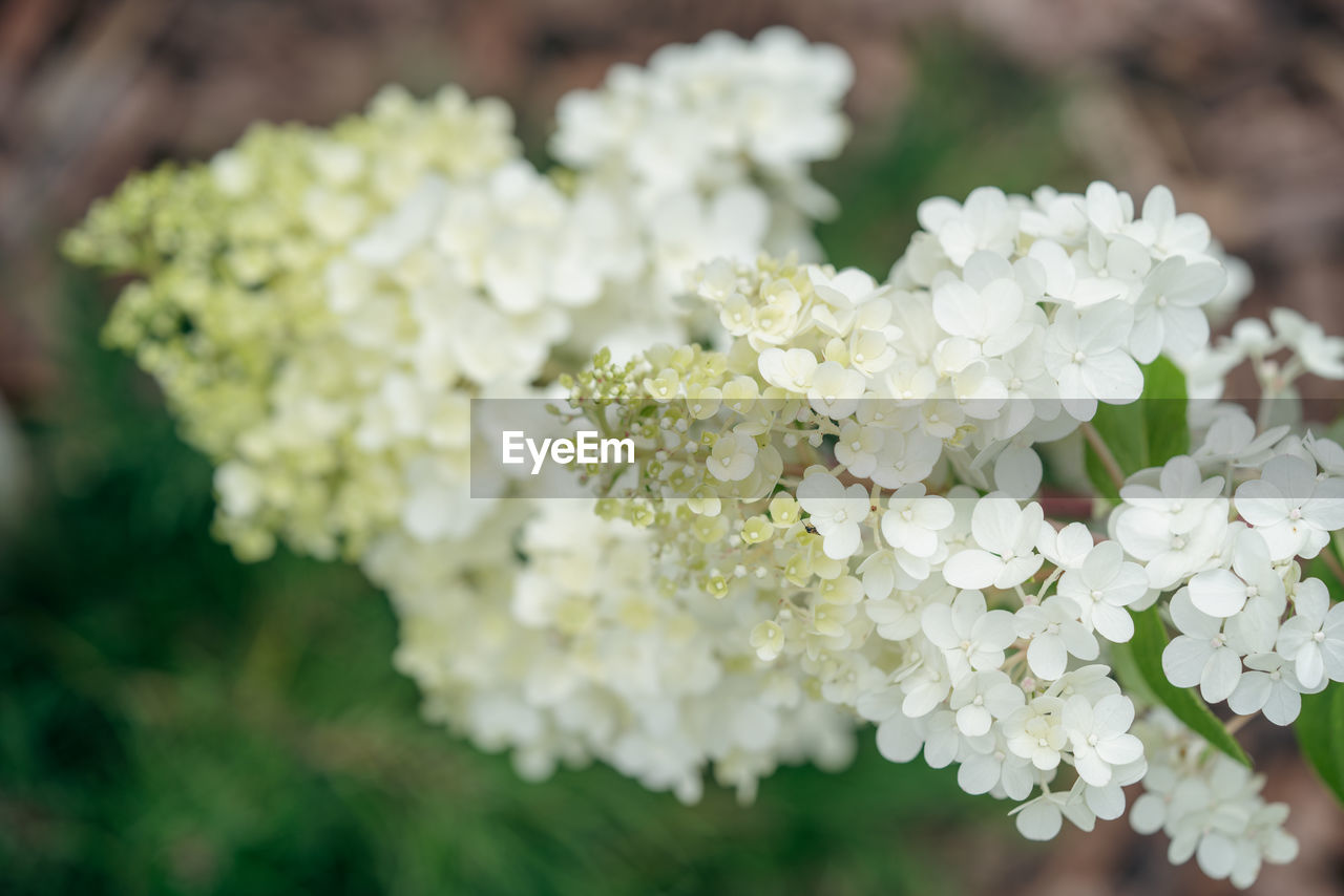 plant, flower, flowering plant, beauty in nature, freshness, nature, blossom, white, close-up, fragility, springtime, yarrow, focus on foreground, flower head, growth, no people, inflorescence, outdoors, day, selective focus, petal, food and drink, branch, botany, food, plant part