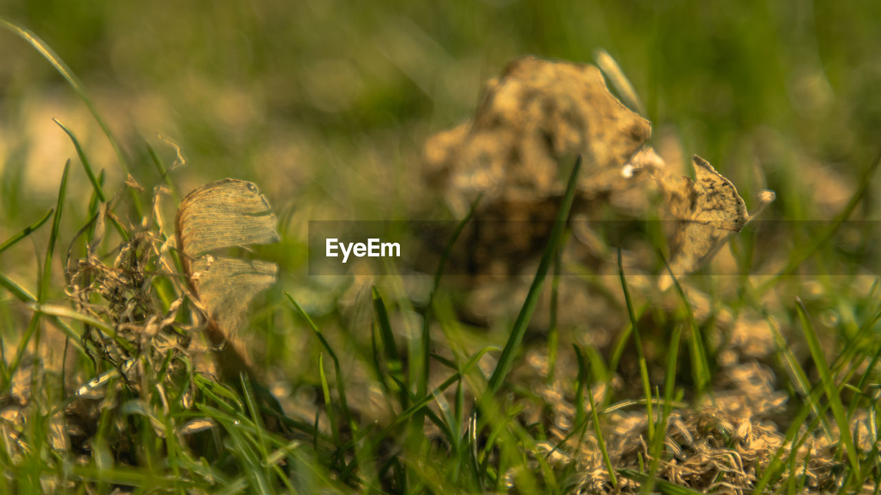 CLOSE-UP OF GRASS GROWING ON FIELD