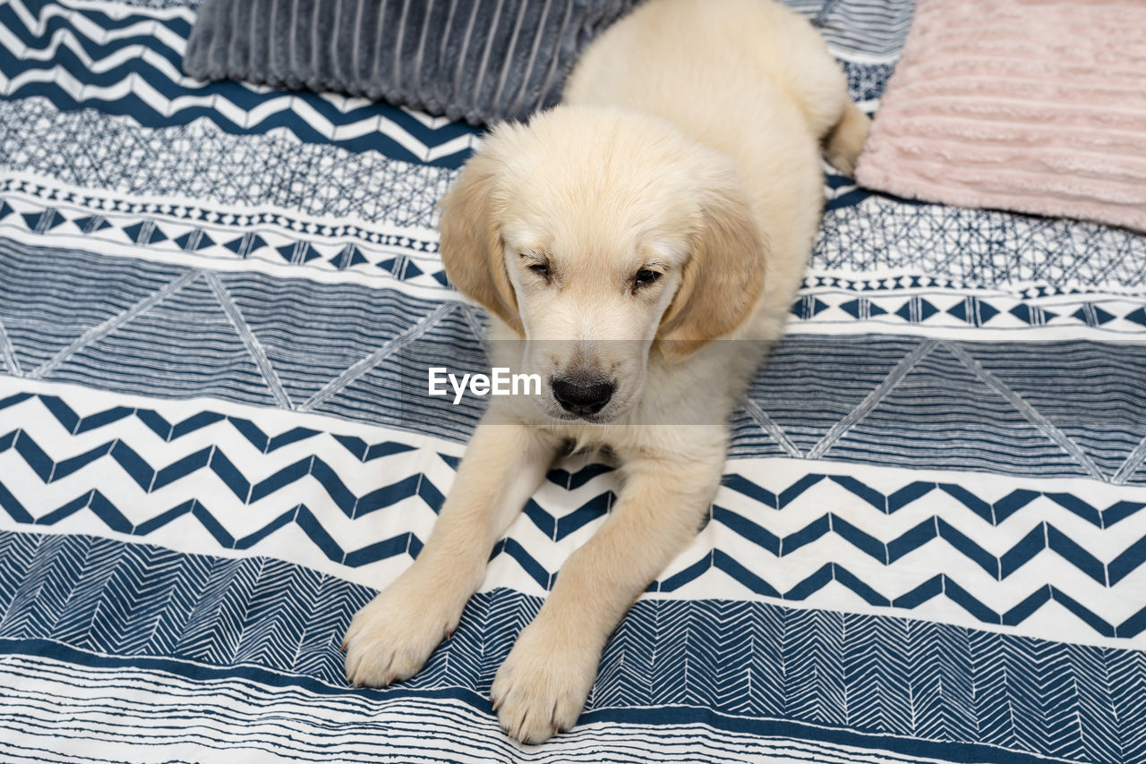 The male golden retriever puppy is lying on the bed on the sheets in the bedroom.