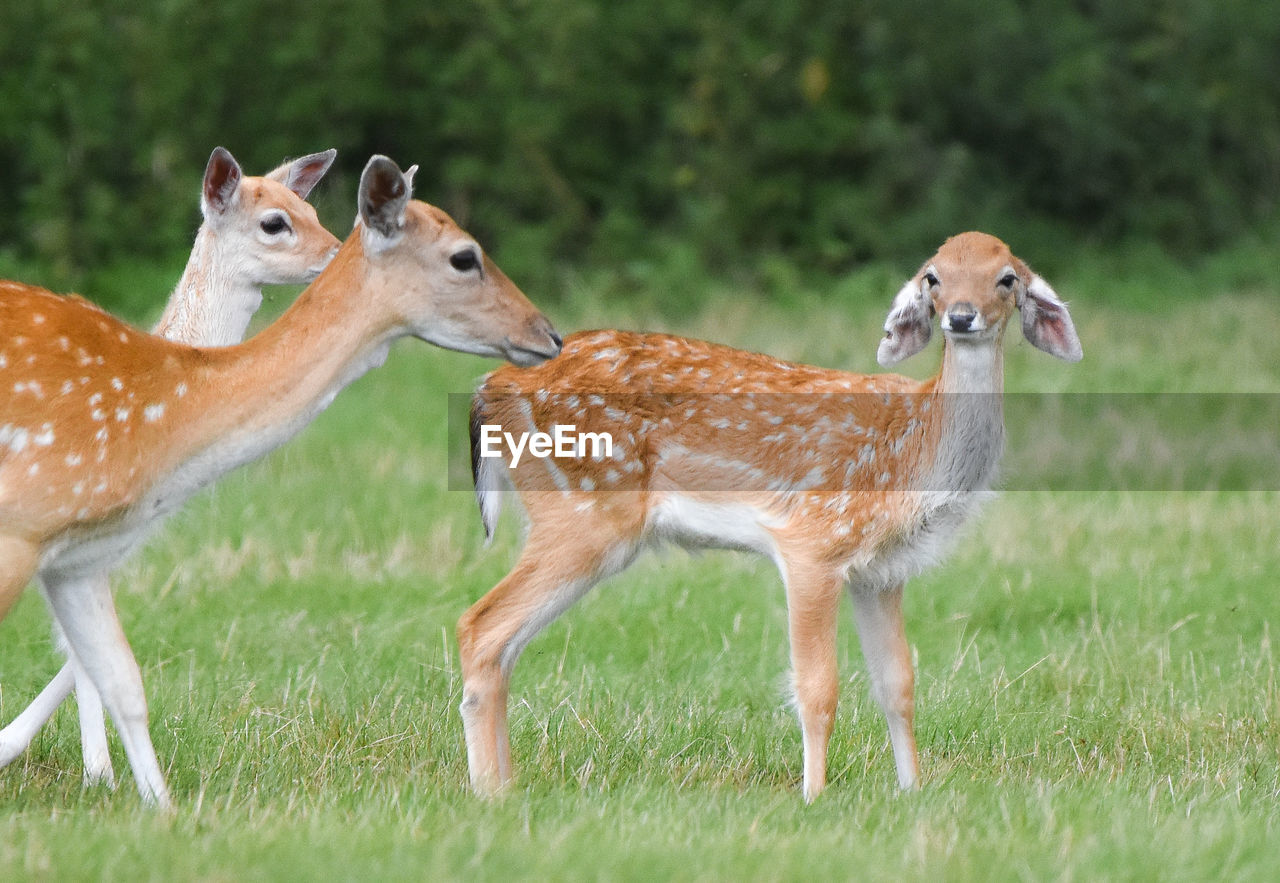 PORTRAIT OF DEER IN FIELD