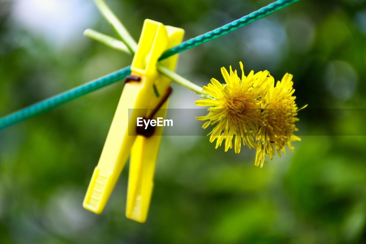 CLOSE-UP OF YELLOW FLOWER HANGING FROM PLANT