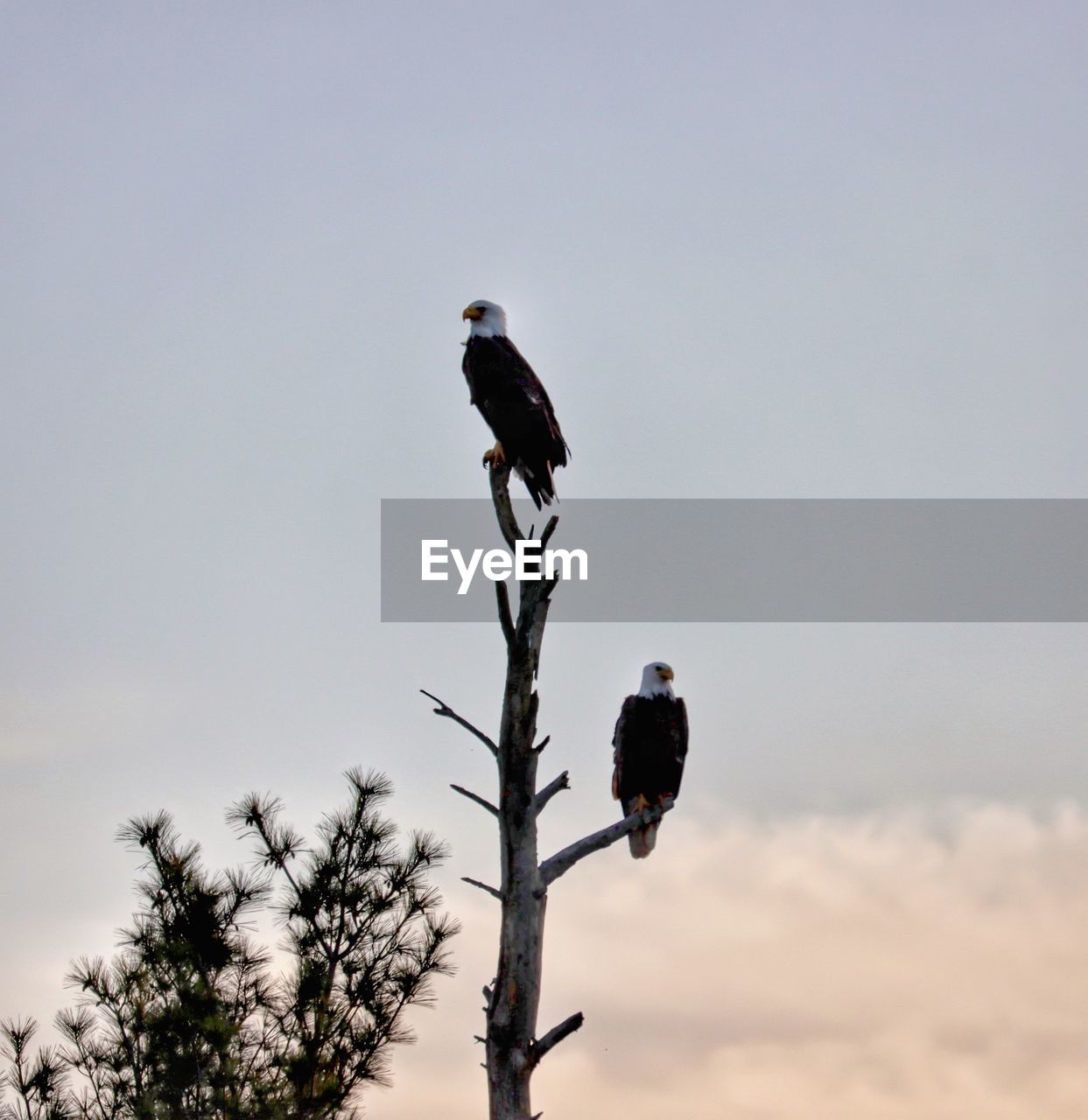 Eagles perching on a tree