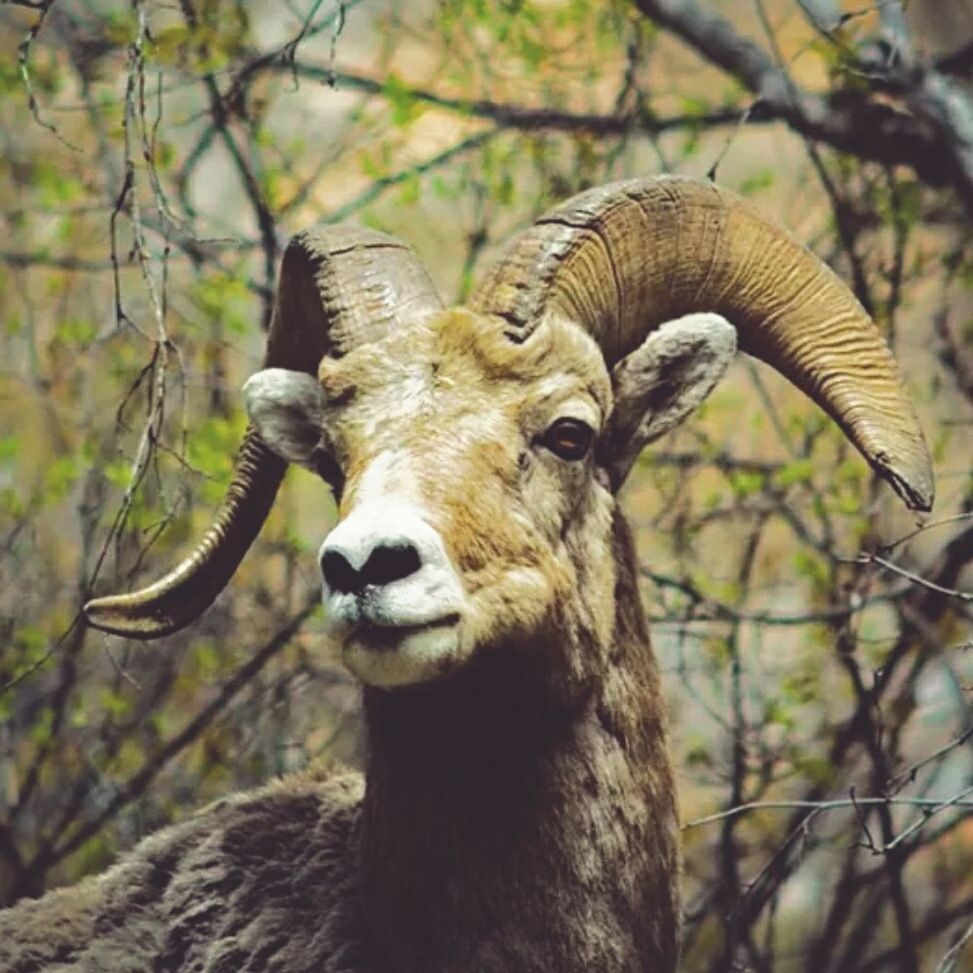 Close-up of bighorn sheep in forest