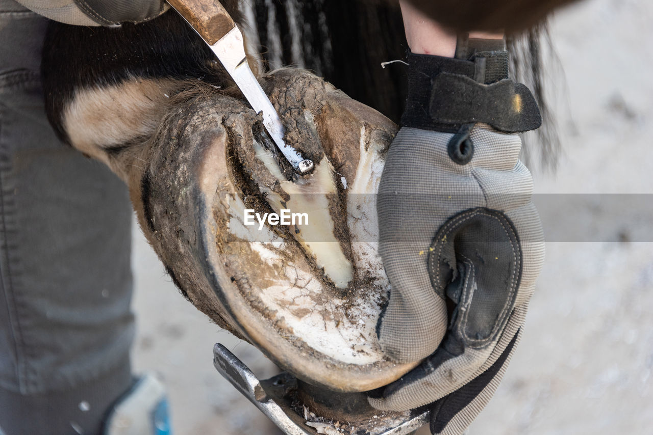 Natural hoof trimming the farrier trims and shapes a horse's hooves using the knife, hoof nippers