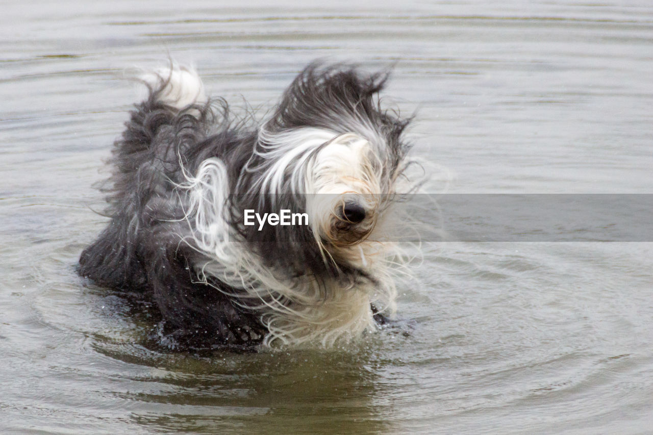Bearded collie dog shaking in lake